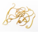 Roundworm Transmission from Pets to Humans