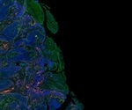 Bimolecular Fluorescence Complementation (BiFC)