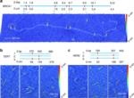 Mechanobiology and AFM