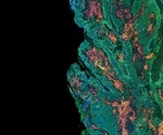 FRET: Fluorophores
