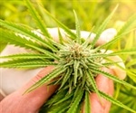 Major labeling inaccuracies in cannabidiol extract products