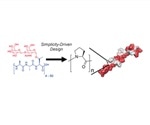 Scientists introduce polyproline as effective cryoprotectant for monolayers of cells