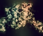Live-cell microscopy reveals internal forces that direct cell migration