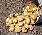 Low-carb potato will help win back die-hard carbohydrate counters