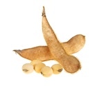 New soybean oil that reduces trans fatty acids