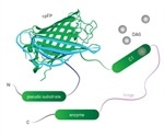 High Sensitivity Detection of Montana Molecular’s Genetically Encoded Sensors Using CLARIOstar®