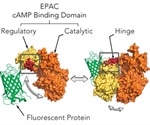 Using CLARIOstar® Microplate Reader for Real-Time Detection of Gi and Gs Signaling in Living Cells