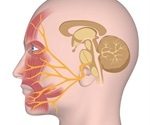 Botox also treats facial nerve disorders that occur after Bell's palsy