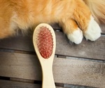 Cells that might be able to suppres cat allergies