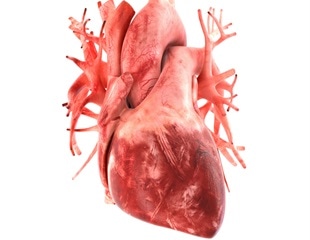 Editorial emphasizes the critical role of heart-lung interactions in pulmonary vascular disease