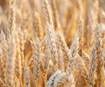 Gluten may not be the culprit for many people with irritable bowel syndrome