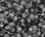 Viewing Foodborne Pathogens through Light and Electron Microscopes