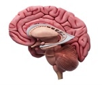 Defective ZNRF3 gene causes opposing brain sizes and potential tumor risk