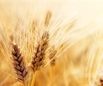 Gluten may not be the culprit for many people with irritable bowel syndrome