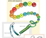 Protein Structure and Function