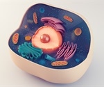 Scientists identify key role of T-bet in flu memory B cells