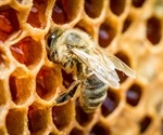 Researchers achieve a promising breakthrough in bee insemination