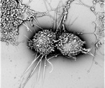 Applications of Scanning Electron Microscope in Pharmaceutical Research Field