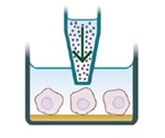 Applying IncuCyte® Apoptosis Assay for the Fluorescent Detection of Caspase-3/7 Activation or Phosphatidylserine Externalization