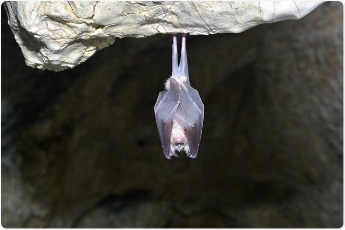 Bats - Number one Carriers of disease
