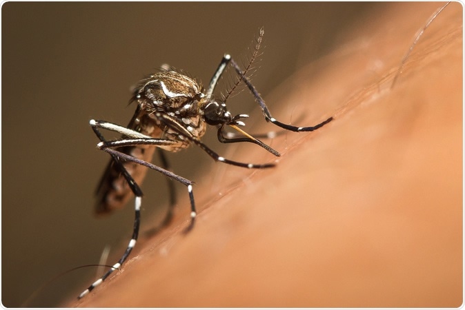 Aedes aegypti. Image Credit: Torres Garcia / Shutterstock