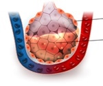 Is Walking Pneumonia Contagious?