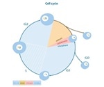 Scientists uncover stem cell response to prolonged irradiation
