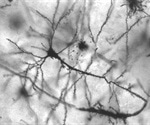 What is Neuroanatomy?