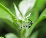 Dengue Fever Prevention
