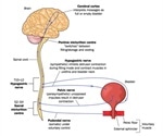 Neurogenic Bladder Tests and Diagnosis