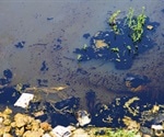 Environmental Metabolomics