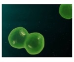 TUM scientists provide new insights into development of T cells