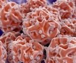 Cardiac stem cells from young hearts can make older hearts young, study says