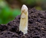 Why Does Asparagus Make Urine Smell?