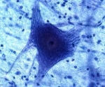 Study identifies novel source for brain's development