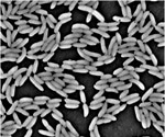 Using Scanning Electron Microscopy in Microbiological Research