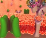 Phosphatidylinositol Biphosphate (PIP2) Signal Pathway