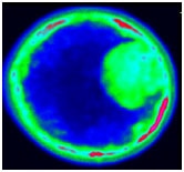 fluorescence FCI image fluorescence FCI image