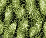 Types of Scanning Probe Microscopy