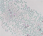 Genetic Studies with S. cerevisiae and Mitotic Insights