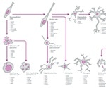Neural Markers Guide