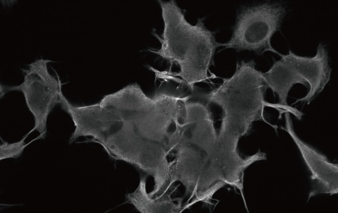 Image Captured with a Conventional FL Mirror Unit