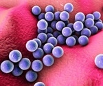 Variations in bacterial strains can trigger varying immune responses, study states