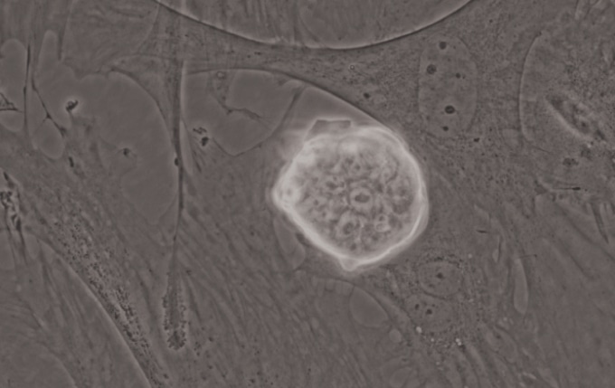 Special Objective Available for iPS/ES and Floating Cell Observation
