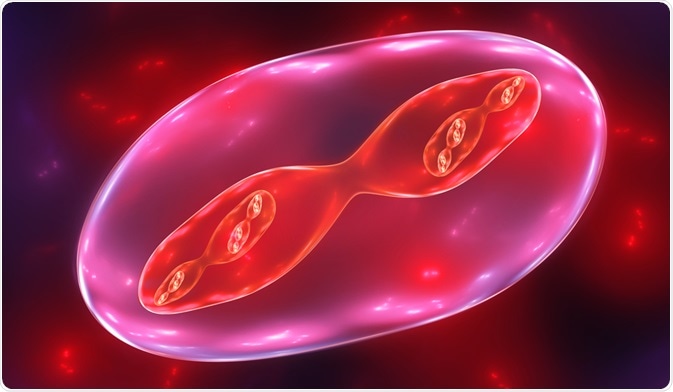 Cell division (also known as mitosis) - By Jurik Peter