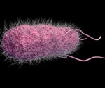 New insights reveal how Candida albicans settle and persist in the gut