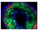 Inhibitors and Promoters for Actin Polymerisation Research