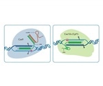 IDT to demonstrate CRISPR expertise at European-focused events