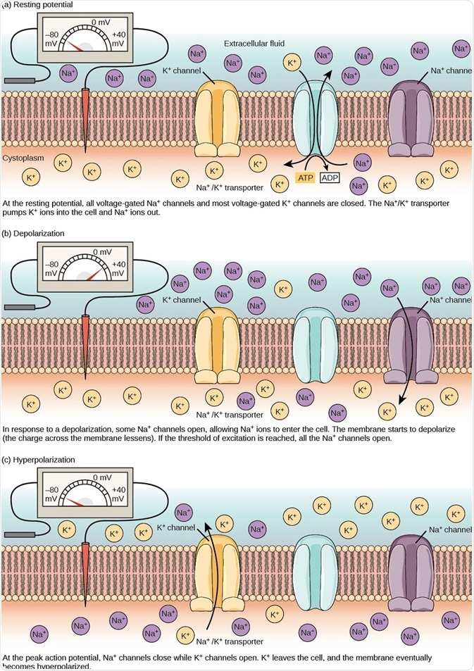 he (a) resting membrane potential is a result of different concentrations of Na+ and K+ ions inside and outside the cell. A nerve impulse causes Na+ to enter the cell, resulting in (b) depolarization. At the peak action potential, K+ channels open and the cell becomes (c) hyperpolarized. Image and caption taken from he (a) resting membrane potential is a result of different concentrations of Na+ and K+ ions inside and outside the cell. A nerve impulse causes Na+ to enter the cell, resulting in (b) depolarization. At the peak action potential, K+ channels open and the cell becomes (c) hyperpolarized. Image and caption taken from
