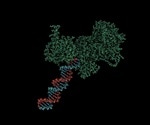 What are PARP inhibitors?
